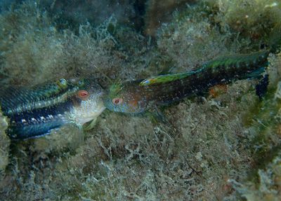 Seaweed Blenny pair
