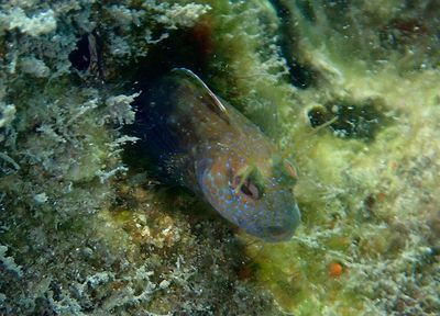 Seaweed Blenny