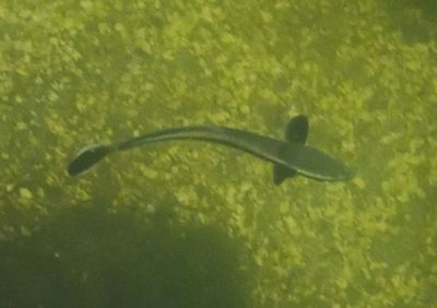 Sharksucker