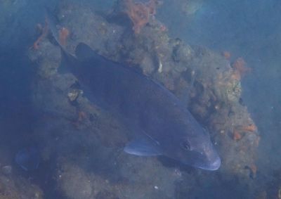 Sheepshead