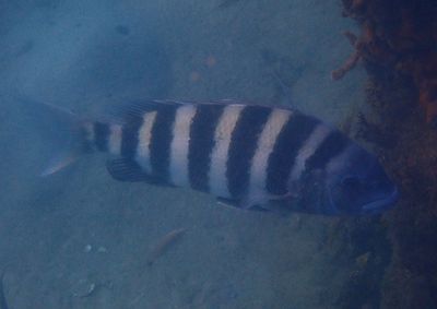 Sheepshead