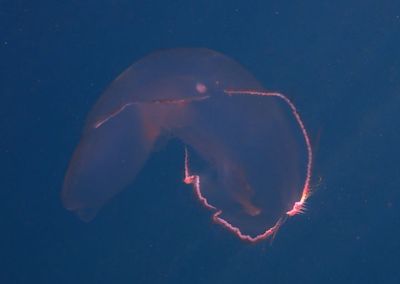 Southern Moon Jelly 
