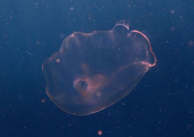 Southern Moon Jelly 