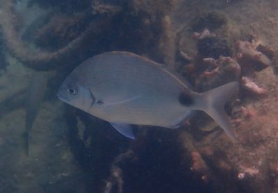 Spottail Seabream