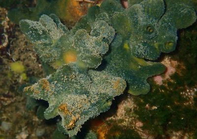 Sponges