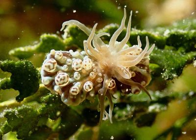 Cnidarians