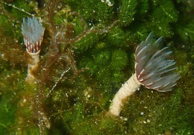 Variegated Feather Duster