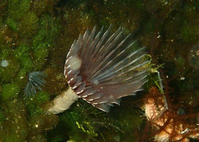 Variegated Feather Duster