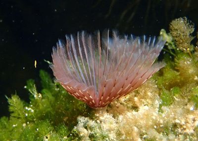 Marine Annelids