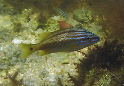 White Grunt; juvenile