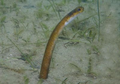 Yellow Garden Eel