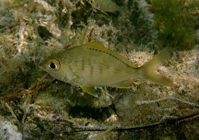 Yellowfin Mojarra; juvenile