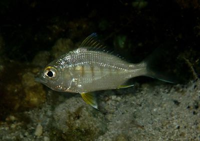 Yellowfin Mojarra; juvenile
