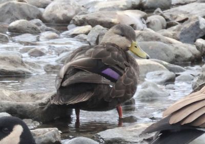 American Black Duck; male