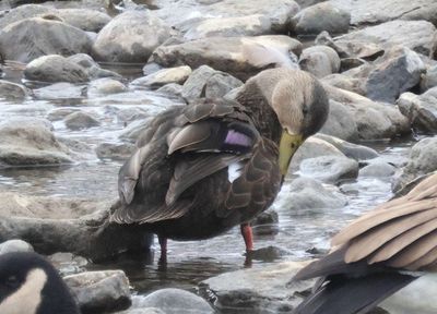 American Black Duck; male