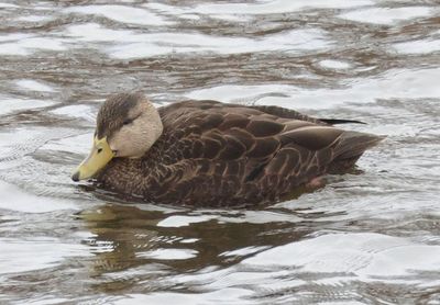 American Black Duck; male