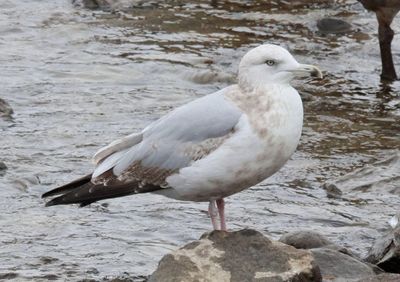 American Herring Gull; third winter