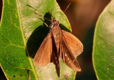 Cymaenes tripunctus; Three-Spotted Skipper