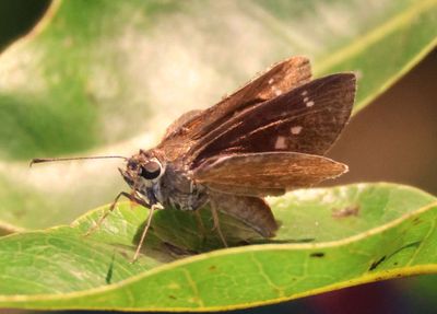 Grass Skippers