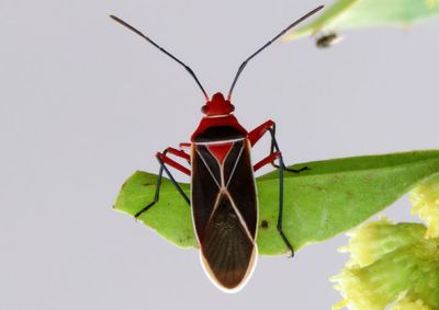 Dysdercus suturellus; Cotton Stainer