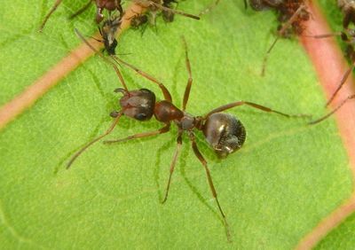 Formica montana; Wood Ant species