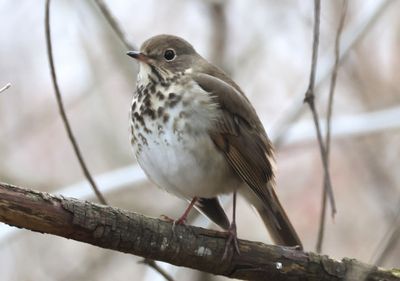 Hermit Thrush