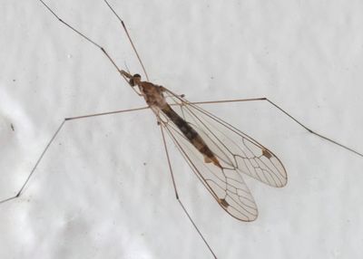 Megistocera longipennis; Large Crane Fly species; female