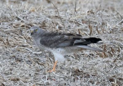 Northern Harrier; male