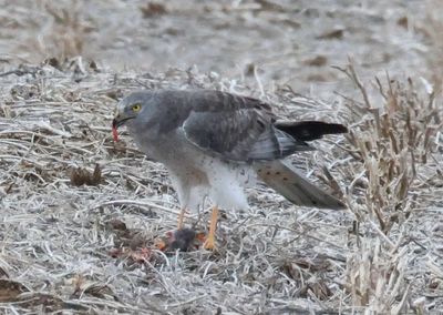 Northern Harrier; male