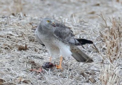Northern Harrier; male