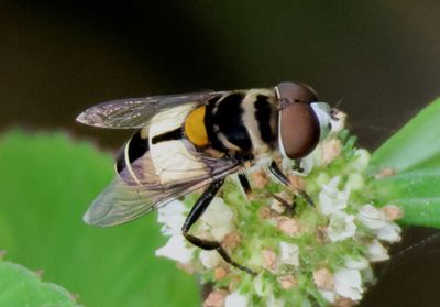 Palpada albifrons; Syrphid Fly species; male