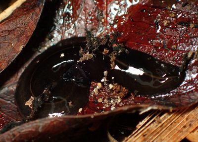 Platydemus manokwari; New Guinea Flatworm; exotic