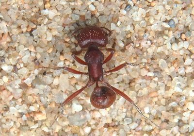 Pogonomyrmex Harvester Ant species