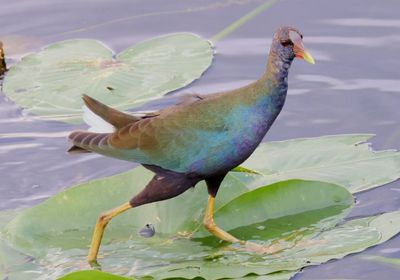 Purple Gallinule; subadult