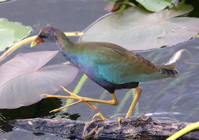 Purple Gallinule; subadult 
