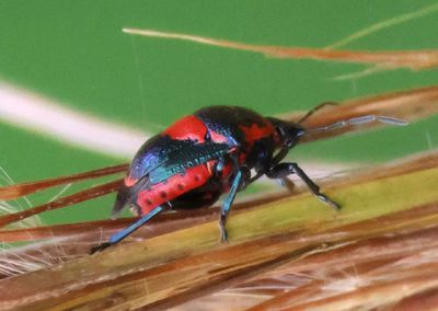 Stiretrus anchorago; Anchor Stink Bug