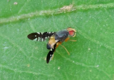 Fruit Flies