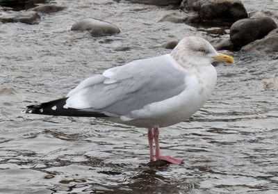 American Herring Gull; basic