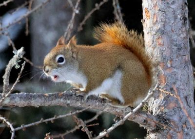 American Red Squirrel