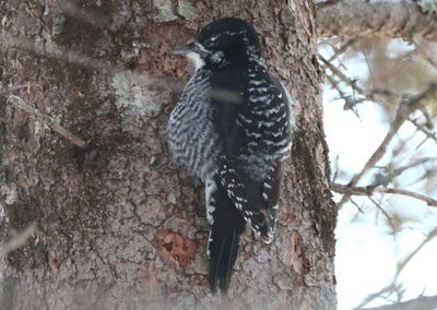 American Three-toed Woodpecker; female