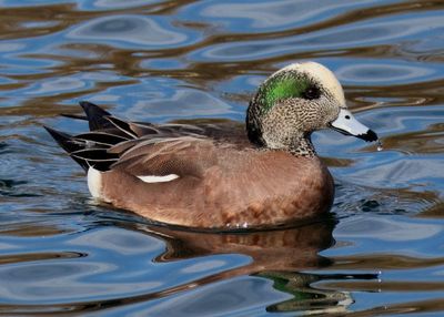 American Wigeon; male