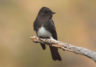 Black Phoebe