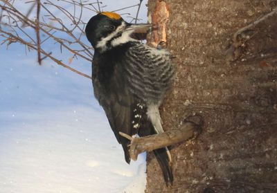 Black-backed Woodpecker; male