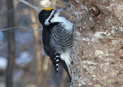 Black-backed Woodpecker; male