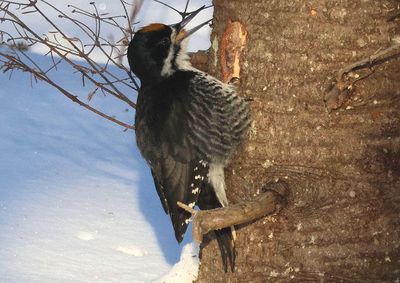 Black-backed Woodpecker; male