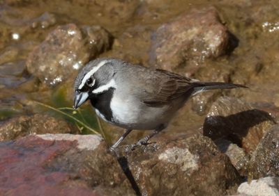 Black-throated Sparrow