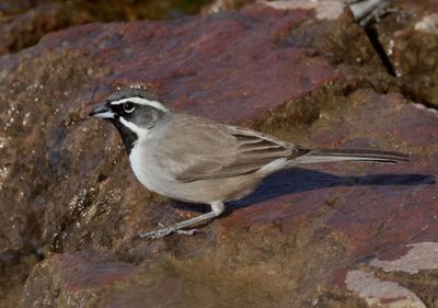 Black-throated Sparrow