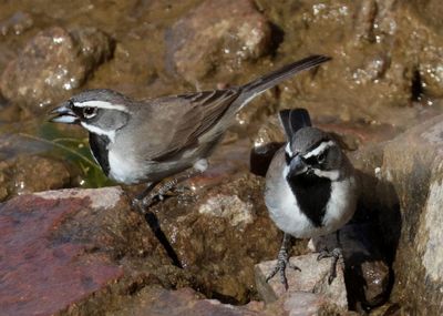 Black-throated Sparrows
