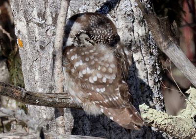 Boreal Owl 