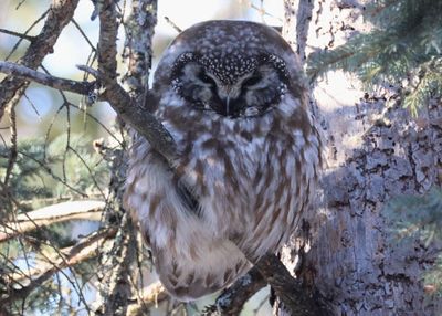 Boreal Owl 